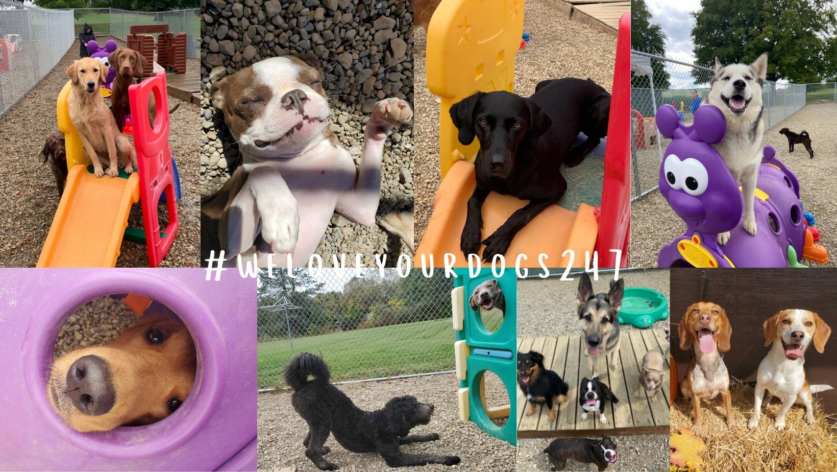 Ashland Doggy Day Care, Boarding & Grooming